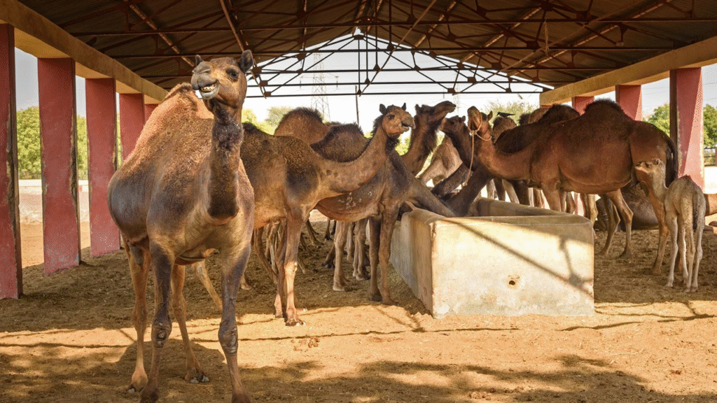 places to see in Bikaner